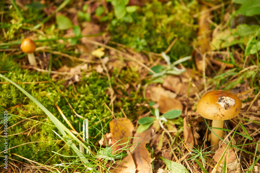 Amanita fulva, Tawny Grisette, orange-brown ringless amanita, toadstool, edible mushroom, food, mushroom in the forest Amanita fulva, Tawny Grisette, orange-brown ringless amanita, toadstool, edible mushroom, food, mushroom in the forest