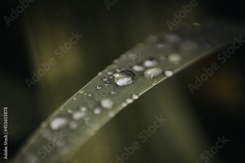 raindrops on leaves, closeup, natural background, macro