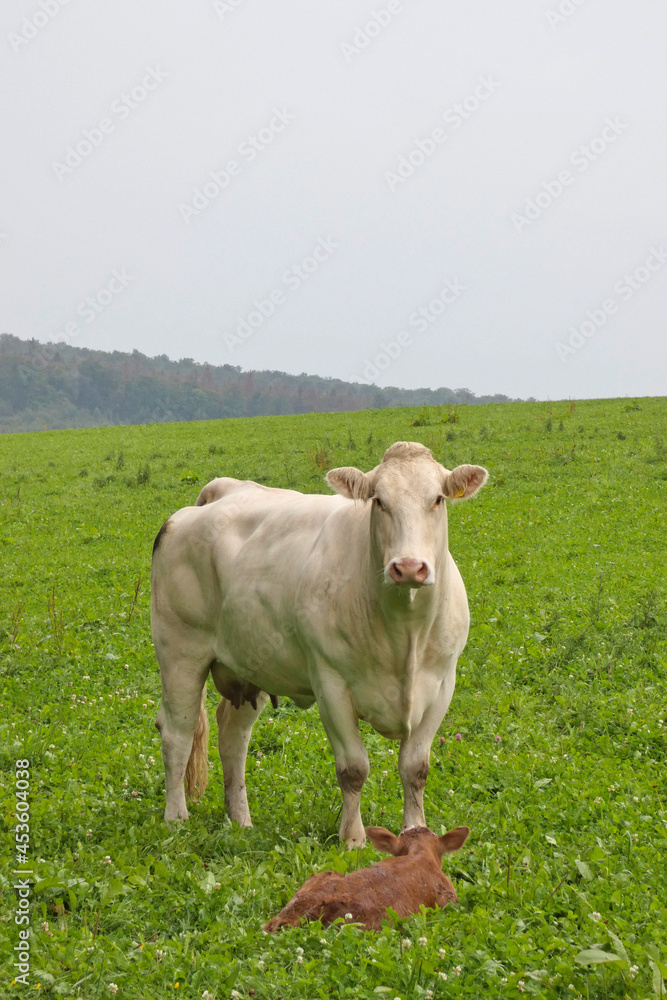 mother cow with calf on pasture, happy animals mother cow with calf on pasture, happy animals
