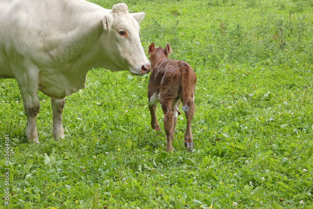 mother cow with calf on pasture, happy animals mother cow with calf on pasture, happy animals