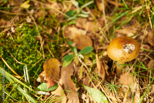 Amanita fulva, Tawny Grisette, orange-brown ringless amanita, toadstool, edible mushroom, food, mushroom in the forest