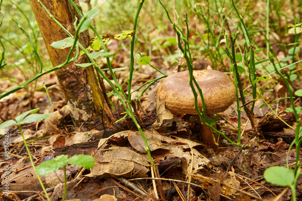 saffron milk cap, red pine mushroom in the forest, Lactarius deliciosus saffron milk cap, red pine mushroom in the forest, Lactarius deliciosus