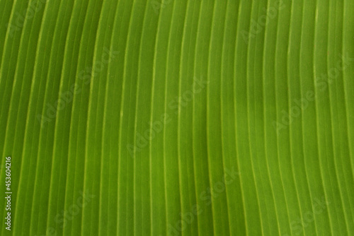 Banana green leaf texture and surface on nature background.