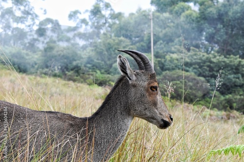Nilgiri Tahr spotted at Eravikulam National Park, Kerala, India photo