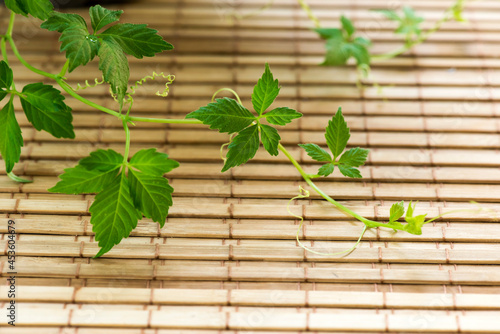 Gynostemma pentaphyllum or jiaoguland branch green leaves on bamboo background. photo