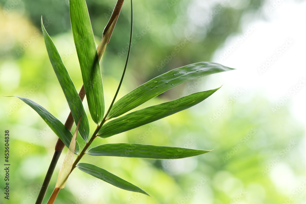 Obraz premium Bamboo trees and green leaves on nature background.
