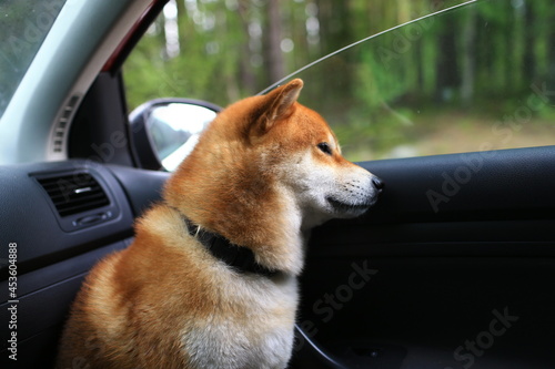 Shiba inu dog is sitting in the car. The dog sits sideways in profile and looks out the open window. © Dina