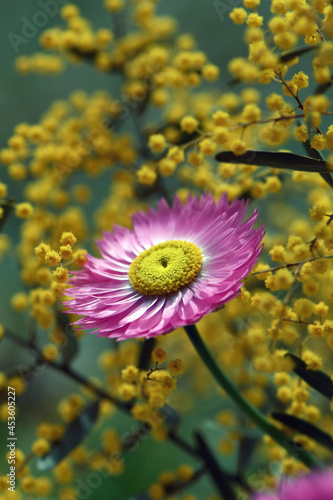 Australian native pink Everlasting Daisy  Rhodanthe chlorocephala  amongst yellow wattle flowers. Also known as the Rosy Everlasting  and paper daisies. Popular in dried flower arrangements