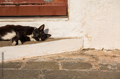 ギリシャ ロードス島のロードスにいる昼寝している猫