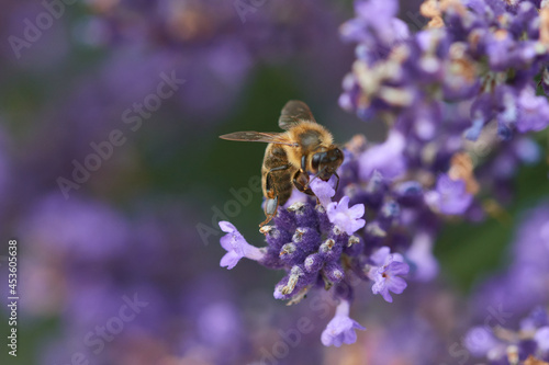 Pollen sammelnde Biene