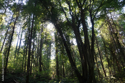 Dark rainforest with lianas. The sun s rays make their way through the trees