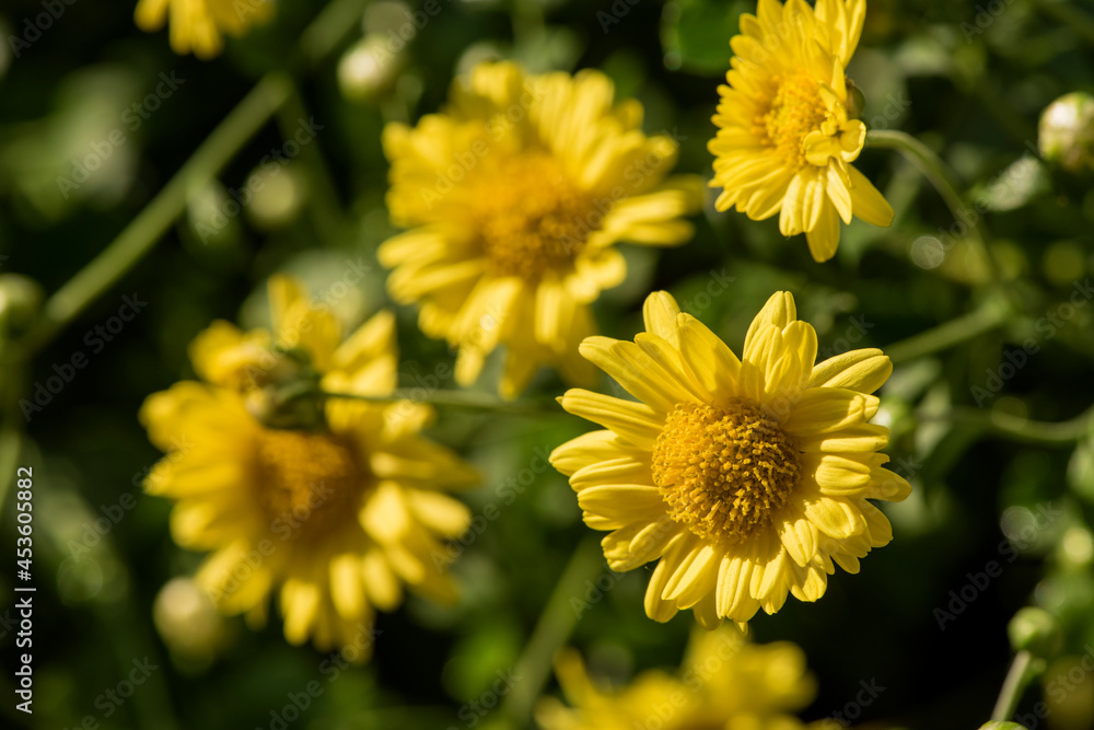 Chrysanthemum flowers blooming on nature background. Chrysanthemum flowers blooming on nature background.