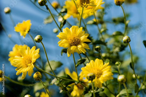 Chrysanthemum flowers  blooming on nature background.