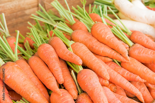 Carrot or daucus carota on nature background.