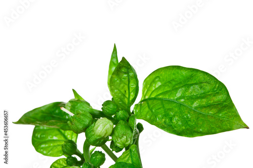 Young twig of sweet pepper with buds isolated on a white background.