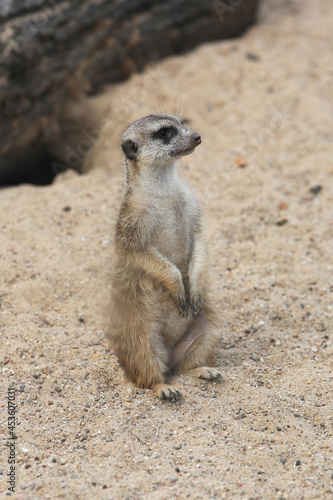 cute meerkat ( Suricata suricatta ) standing on the sand © IvSky