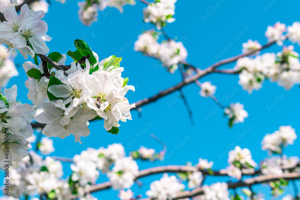 A bee pollinates a branch of a blossoming apple tree against the background of the sky.