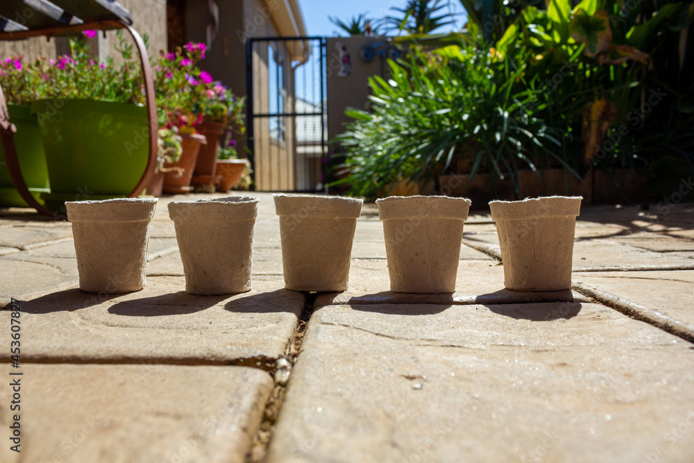 Five cardboard recycled pots on concrete paving.  Single use pots to plant seeds in.