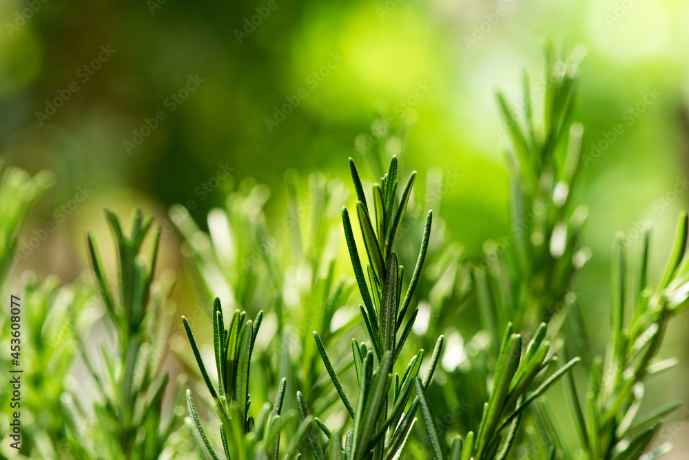 Rosemary branch green leaves on nature background. Rosemary branch green leaves on nature background.