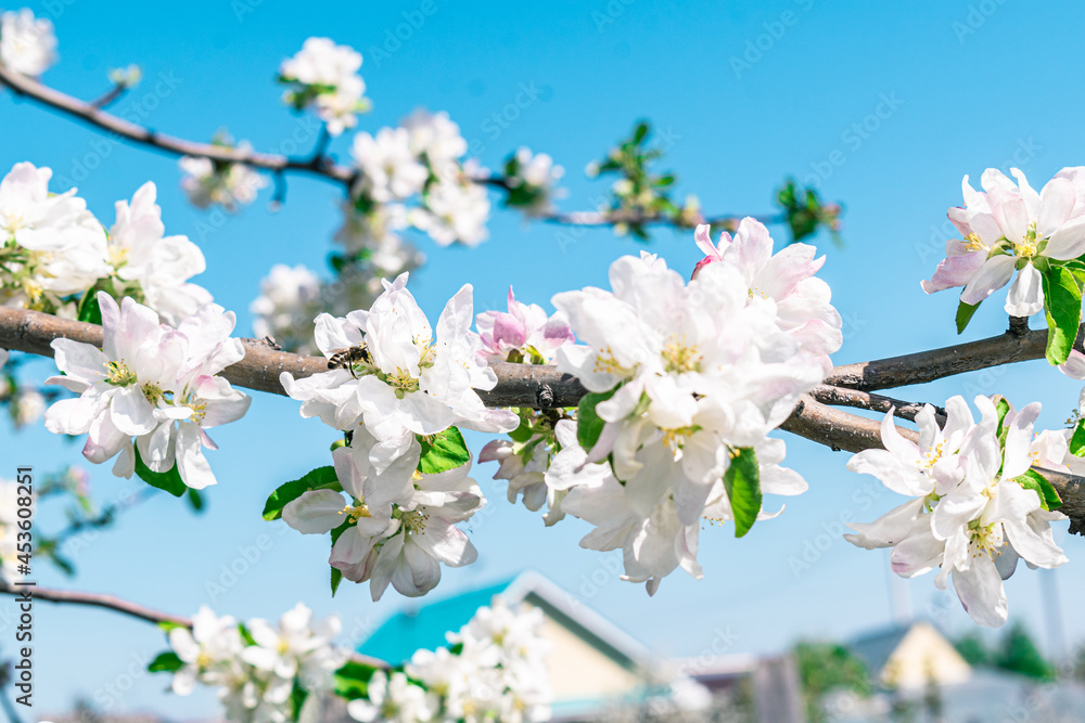 A bee on a branch of a blossoming apple tree. A bee on a branch of a blossoming apple tree.