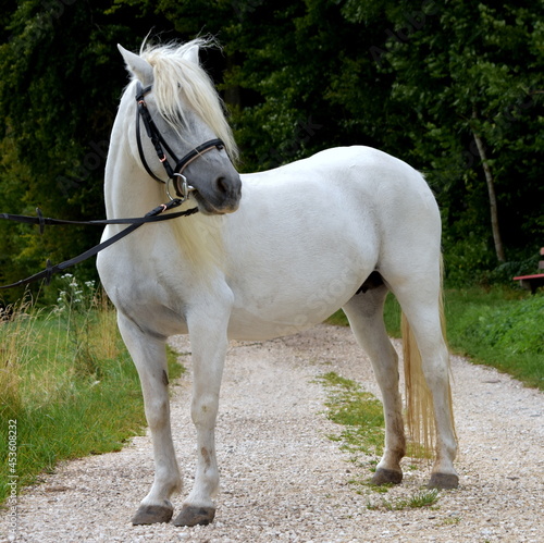 White pony © Dunja