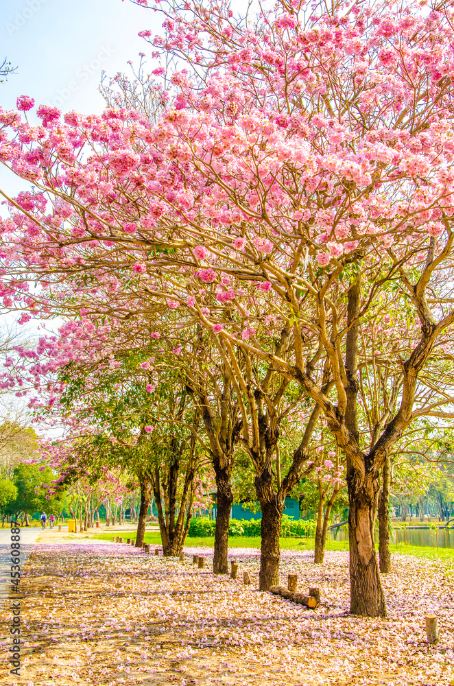 Pink trumpet shrub street flowers on nature background. Pink trumpet shrub street flowers on nature background.