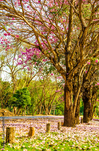 Pink trumpet shrub street flowers on nature background. © wasanajai