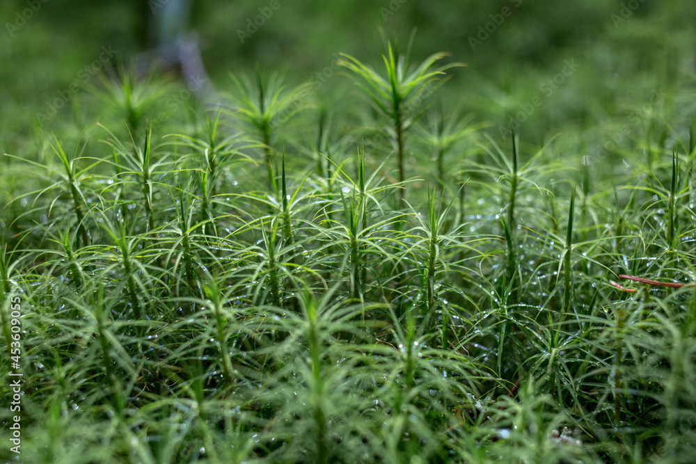 Close up macro photo of natural green and brown moss, anophyte in a forest growing Close up macro photo of natural green and brown moss, anophyte in a forest growing