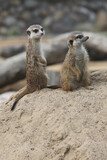 Two meerkats  (Suricata suricatta) in the sand