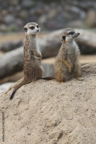 Two meerkats  (Suricata suricatta) in the sand © IvSky