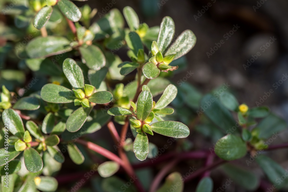 Purslane flowers and green leaves on natural background.