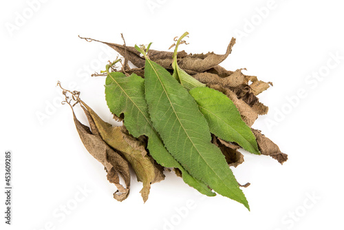 Fresh and dried ngai camphor tree green leaves isolated on white background.