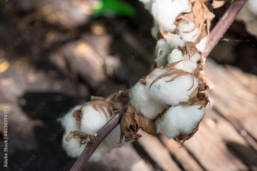 Cotton or gossypium hirsutum on nature background.