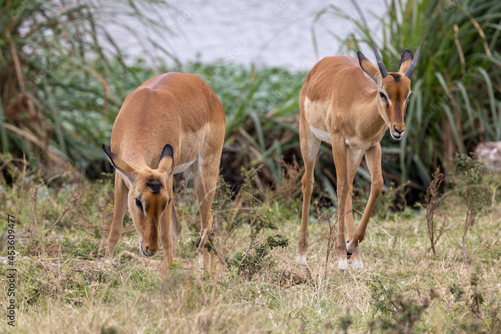 Zwei Impala Weibchen frontal vor einer Wasserstelle Zwei Impala Weibchen frontal vor einer Wasserstelle