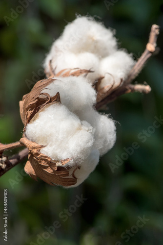 Cotton or gossypium hirsutum on nature background.
