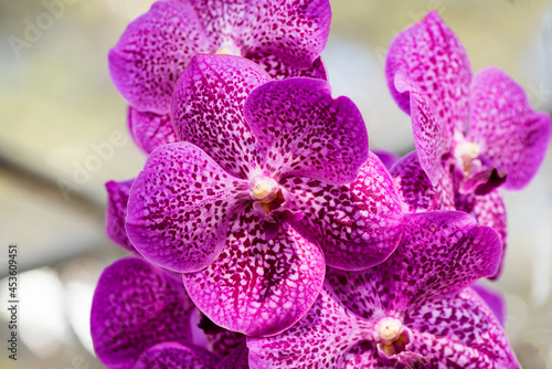 Fresh orchids on natural background.