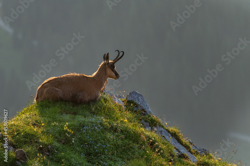 chamois in the Tirol mountains at sunrise