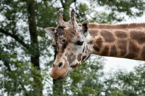 giraffe head © Steve