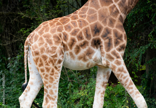 Photography giraffe body
