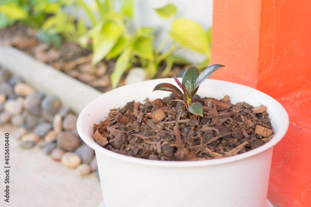 Different beautiful outdoor plants, House decoration,plants a small tree,
Different beautiful outdoor plants, House decoration,plants a small tree,