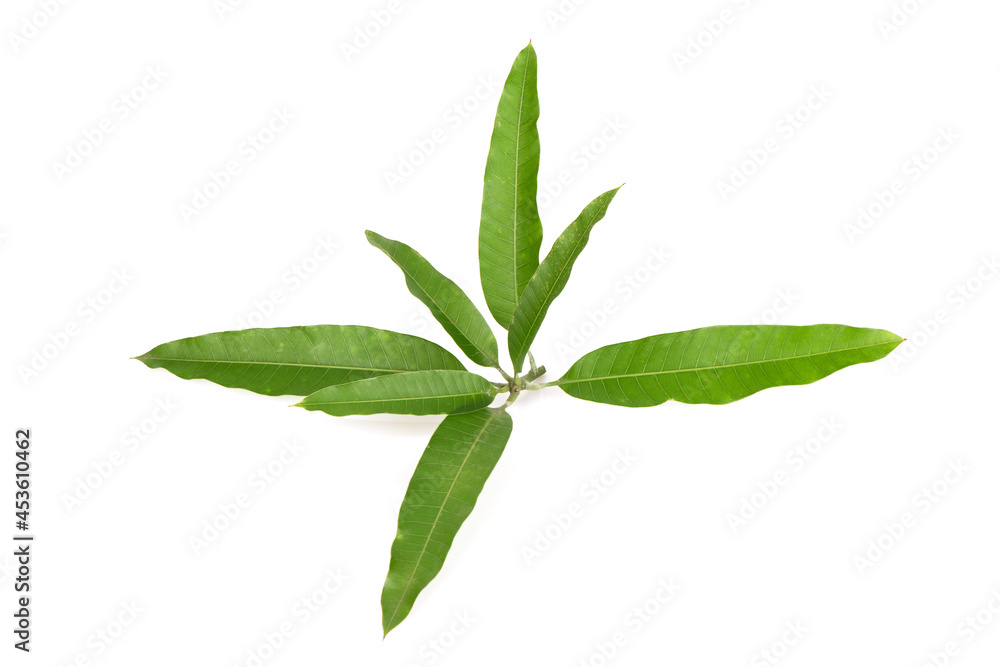 Mango leaves isolated on white surface. Mango leaves isolated on white surface.