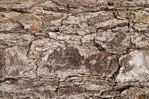 Macro close-up of bark and resin in Pine Forest