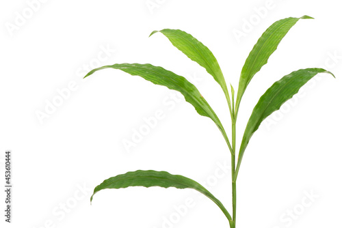 Centotheca lappacea branch green leaves isolated on white background.