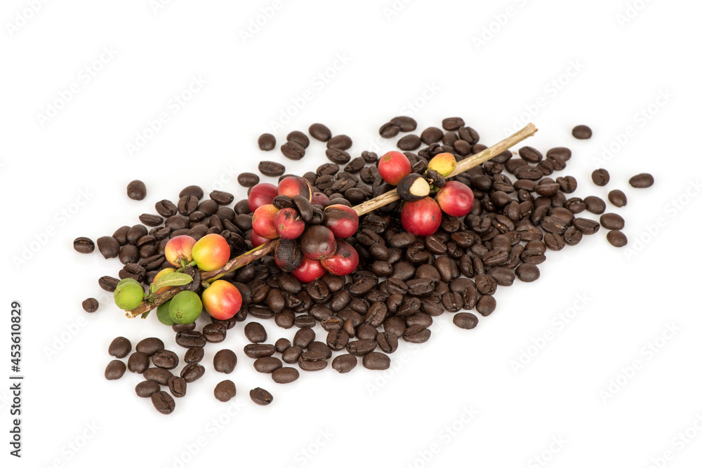 Fresh coffee fruits and roasted coffee isolated on white surface. Fresh coffee fruits and roasted coffee isolated on white surface.