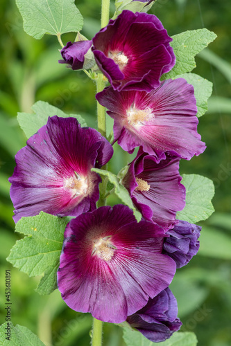 Close up of purple common hollyhock (alcea rosea) flowers in bloom