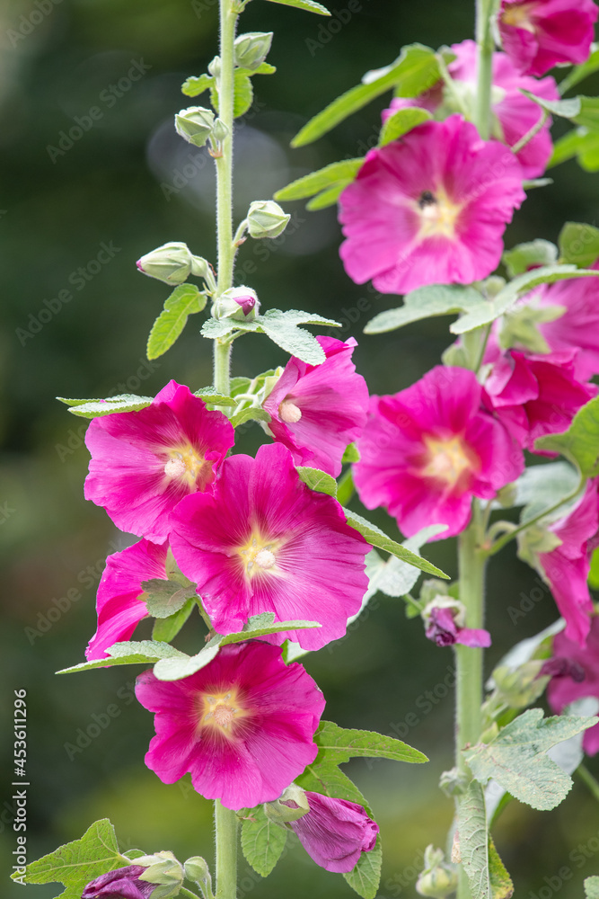 Close up of pink common hollyhock (alcea rosea) flowers in bloom Close up of pink common hollyhock (alcea rosea) flowers in bloom