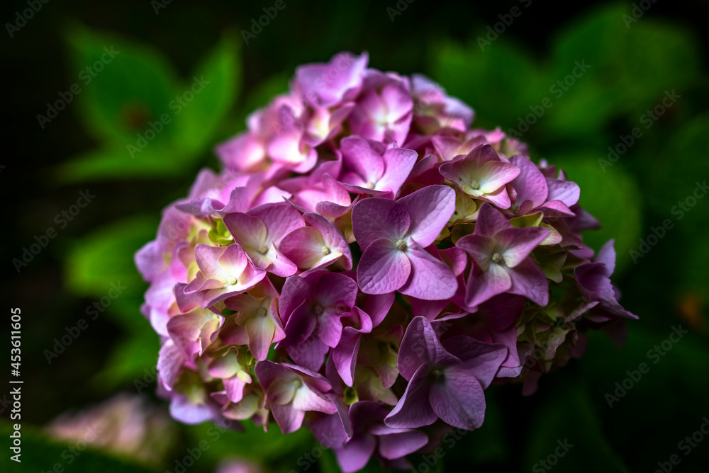 2021 07 04 Valli del Pasubio Hydrangea Macrophylla 4 2021 07 04 Valli del Pasubio Hydrangea Macrophylla 4