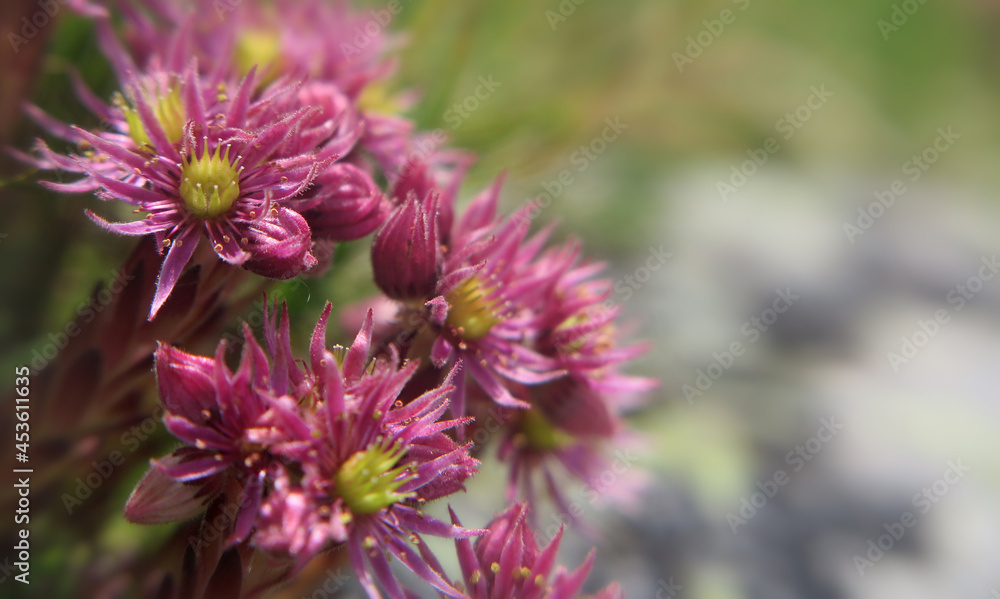 Berghauswurz - Sempervivum montanum - mountain roof leek Berghauswurz - Sempervivum montanum - mountain roof leek