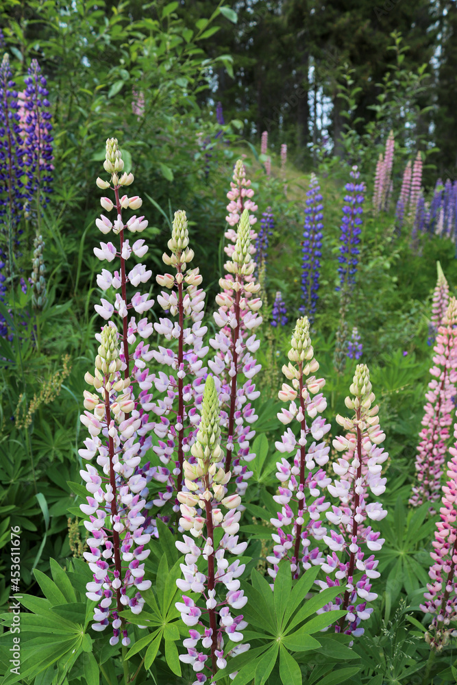 Lupine flowers in different colors on a slope Lupine flowers in different colors on a slope
