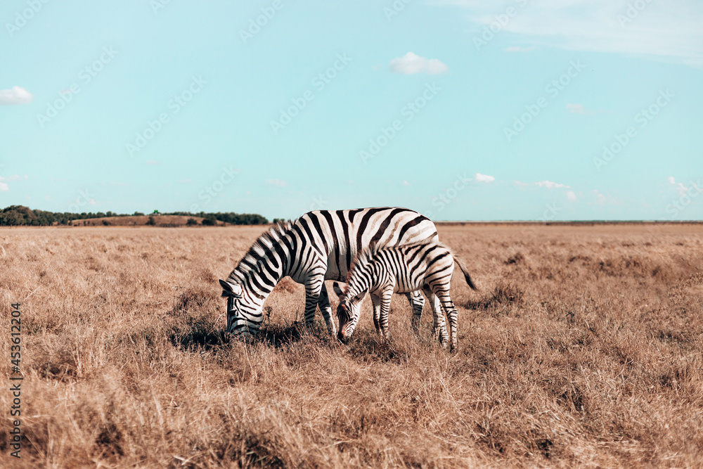Fototapeta premium Beautiful pregnant zebra and cute baby are walking along the steppe and eating grass on sunny day. Wild horse in the reserve